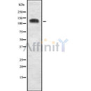 Western blot analysis of TRIM33 using HeLa whole cell lysates