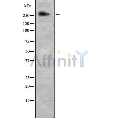 Western blot analysis NCOR2 using NIH-3T3 whole cell lysates