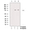 AF3063 staining Hela by IF/ICC. The sample were fixed with PFA and permeabilized in 0.1% Triton X-100,then blocked in 10% serum for 45 minutes at 25¡ãC. The primary antibody was diluted at 1/200 and incubated with the sample for 1 hour at 37¡ãC. An  Alexa Fluor 594 conjugated goat anti-rabbit IgG (H+L) Ab, diluted at 1/600, was used as the secondary antibod