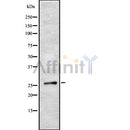 Western blot analysis SOX21 using HepG2 whole cell lysates