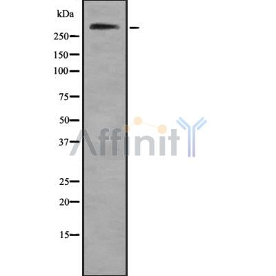 Western blot analysis of Collagen VII ?1 using HeLa whole cell lysates