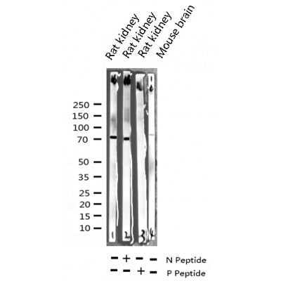 AF3064 staining Hela by IF/ICC. The sample were fixed with PFA and permeabilized in 0.1% Triton X-100,then blocked in 10% serum for 45 minutes at 25¡ãC. The primary antibody was diluted at 1/200 and incubated with the sample for 1 hour at 37¡ãC. An  Alexa Fluor 594 conjugated goat anti-rabbit IgG (H+L) Ab, diluted at 1/600, was used as the secondary antibod