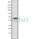 Western blot analysis of COX15 using HT29 whole cell lysates