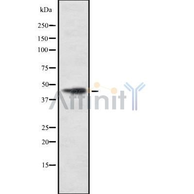 Western blot analysis of COX15 using HT29 whole cell lysates