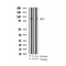 AF3065 staining Hela by IF/ICC. The sample were fixed with PFA and permeabilized in 0.1% Triton X-100,then blocked in 10% serum for 45 minutes at 25¡ãC. The primary antibody was diluted at 1/200 and incubated with the sample for 1 hour at 37¡ãC. An  Alexa Fluor 594 conjugated goat anti-rabbit IgG (H+L) Ab, diluted at 1/600, was used as the secondary antibod