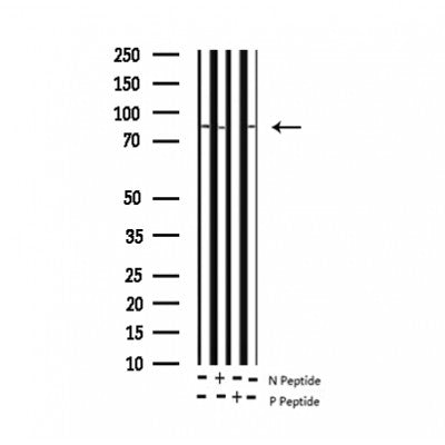 AF3065 staining Hela by IF/ICC. The sample were fixed with PFA and permeabilized in 0.1% Triton X-100,then blocked in 10% serum for 45 minutes at 25¡ãC. The primary antibody was diluted at 1/200 and incubated with the sample for 1 hour at 37¡ãC. An  Alexa Fluor 594 conjugated goat anti-rabbit IgG (H+L) Ab, diluted at 1/600, was used as the secondary antibod
