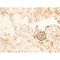 AF3068 staining HeLa by IF/ICC. The sample were fixed with PFA and permeabilized in 0.1% Triton X-100,then blocked in 10% serum for 45 minutes at 25¡ãC. The primary antibody was diluted at 1/200 and incubated with the sample for 1 hour at 37¡ãC. An  Alexa Fluor 594 conjugated goat anti-rabbit IgG (H+L) Ab, diluted at 1/600, was used as the secondary antibod