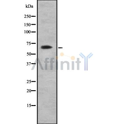 Western blot analysis of CRY1 using A549 whole cell lysates