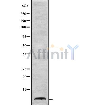 Western blot analysis of Cytochrome c Oxidase 7A2 using A549 whole cell lysates
