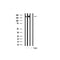 AF3069 staining MDA-MB-231 by IF/ICC. The sample were fixed with PFA and permeabilized in 0.1% Triton X-100,then blocked in 10% serum for 45 minutes at 25¡ãC. The primary antibody was diluted at 1/200 and incubated with the sample for 1 hour at 37¡ãC. An  Alexa Fluor 594 conjugated goat anti-rabbit IgG (H+L) Ab, diluted at 1/600, was used as the secondary antibod