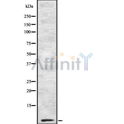 Western blot analysis of Cytochrome c Oxidase 7B2 using RAW264.7 whole cell lysates