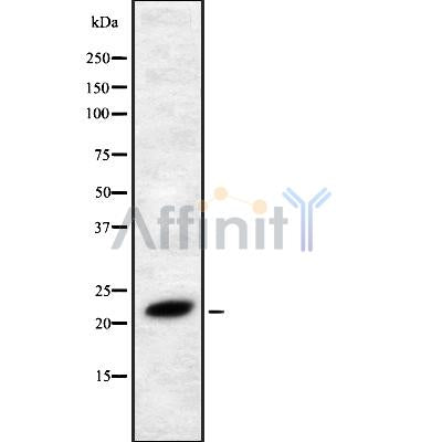 Western blot analysis FGF4 using RAW264.7 whole cell lysates