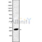 Western blot analysis FGF4 using RAW264.7 whole cell lysates