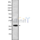 Western blot analysis FGFBP3 using HT29 whole cell lysates