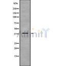 Western blot analysis GPD1 using COLO205 whole cell lysates