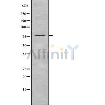 Western blot analysis GTSE1 using LOVO whole cell lysates