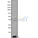 Western blot analysis of HSBP1 using HT29 whole cell lysates