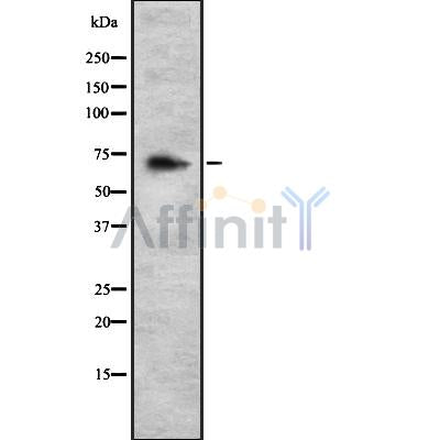 Western blot analysis of HSP76 using Jurkat whole cell lysates