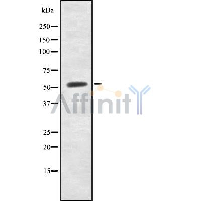 Western blot analysis IFRD2 using HuvEc whole cell lysates