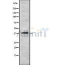 Western blot analysis INGR2 using HeLa whole cell lysates