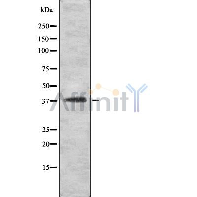 Western blot analysis INGR2 using HeLa whole cell lysates