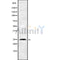 Western blot analysis INSIG2 using HeLa whole cell lysates