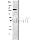 Western blot analysis ITGA9 using K562 whole cell lysates