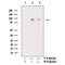 AF3165 staining NIH-3T3 by IF/ICC. The sample were fixed with PFA and permeabilized in 0.1% Triton X-100,then blocked in 10% serum for 45 minutes at 25¡ãC. The primary antibody was diluted at 1/200 and incubated with the sample for 1 hour at 37¡ãC. An  Alexa Fluor 594 conjugated goat anti-rabbit IgG (H+L) Ab, diluted at 1/600, was used as the secondary antibod