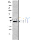 Western blot analysis of JAM3 using K562 whole cell lysates