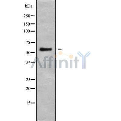 Western blot analysis of K22O using HepG2 whole cell lysates