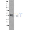 Western blot analysis of MAGB1 using HepG2 whole cell lysates
