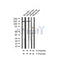 AF3210 staining COS7 by IF/ICC. The sample were fixed with PFA and permeabilized in 0.1% Triton X-100,then blocked in 10% serum for 45 minutes at 25¡ãC. The primary antibody was diluted at 1/200 and incubated with the sample for 1 hour at 37¡ãC. An  Alexa Fluor 594 conjugated goat anti-rabbit IgG (H+L) Ab, diluted at 1/600, was used as the secondary antibod