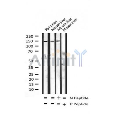 AF3210 staining COS7 by IF/ICC. The sample were fixed with PFA and permeabilized in 0.1% Triton X-100,then blocked in 10% serum for 45 minutes at 25¡ãC. The primary antibody was diluted at 1/200 and incubated with the sample for 1 hour at 37¡ãC. An  Alexa Fluor 594 conjugated goat anti-rabbit IgG (H+L) Ab, diluted at 1/600, was used as the secondary antibod
