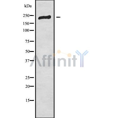 DF9024 at 1/100 staining Mouse liver tissue by IHC-P. The sample was formaldehyde fixed and a heat mediated antigen retrieval step in citrate buffer was performed. The sample was then blocked and incubated with the antibody for 1.5 hours at 22¡ãC. An HRP conjugated goat anti-rabbit antibody was used as the secondary