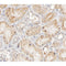 AF0190 at 1/200 staining human kidney tissue sections by IHC-P. The tissue was formaldehyde fixed and a heat mediated antigen retrieval step in citrate buffer was performed. The tissue was then blocked and incubated with the antibody for 1.5 hours at 22¡ãC. An HRP conjugated goat anti-rabbit antibody was used as the secondary
