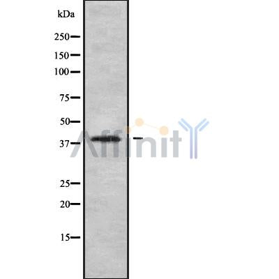 Western blot analysis of PDCD2 using LOVO whole cell lysates