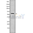 Western blot analysis of VEZF1 using NIH-3T3 whole cell lysates