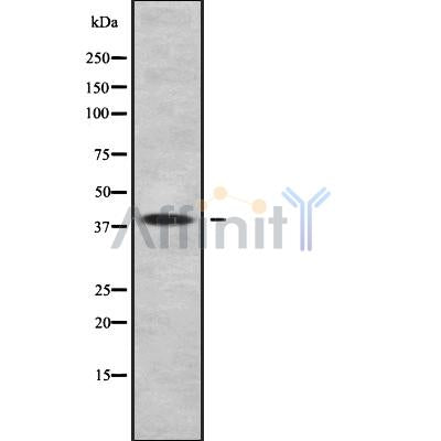 Western blot analysis of WNT11 using NIH-3T3 whole cell lysates