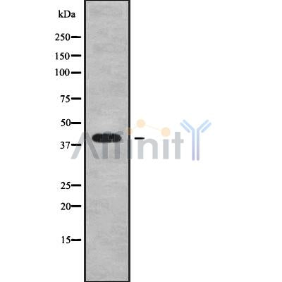 Western blot analysis of WNT9A using K562 whole cell lysates