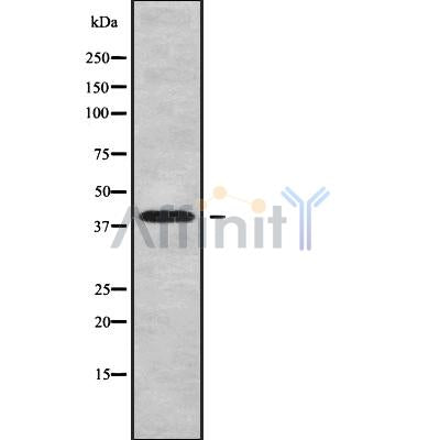 Western blot analysis of WNT9B using HuvEc whole cell lysates
