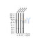 AF3277 staining Hela by IF/ICC. The sample were fixed with PFA and permeabilized in 0.1% Triton X-100,then blocked in 10% serum for 45 minutes at 25¡ãC. The primary antibody was diluted at 1/200 and incubated with the sample for 1 hour at 37¡ãC. An  Alexa Fluor 594 conjugated goat anti-rabbit IgG (H+L) Ab, diluted at 1/600, was used as the secondary antibod