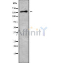 Western blot analysis of TNIK using K562 whole cell lysates