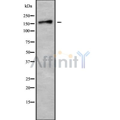 Western blot analysis of TNIK using K562 whole cell lysates