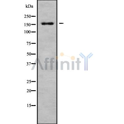 Western blot analysis of ACINU using COS7 whole cell lysates