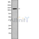 Western blot analysis of LAMC2 using HepG2 whole cell lysates