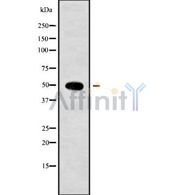 Western blot analysis of ACTL6B using HeLa whole cell lysates