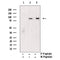 AF3072 at 1/100 staining rat intestinal tissue sections by IHC-P. The tissue was formaldehyde fixed and a heat mediated antigen retrieval step in citrate buffer was performed. The tissue was then blocked and incubated with the antibody for 1.5 hours at 22¡ãC. An HRP conjugated goat anti-rabbit antibody was used as the secondary