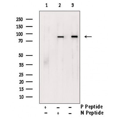 AF3072 at 1/100 staining rat intestinal tissue sections by IHC-P. The tissue was formaldehyde fixed and a heat mediated antigen retrieval step in citrate buffer was performed. The tissue was then blocked and incubated with the antibody for 1.5 hours at 22¡ãC. An HRP conjugated goat anti-rabbit antibody was used as the secondary