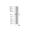 AF3073 staining MDA-MB-435 by IF/ICC. The sample were fixed with PFA and permeabilized in 0.1% Triton X-100,then blocked in 10% serum for 45 minutes at 25¡ãC. The primary antibody was diluted at 1/200 and incubated with the sample for 1 hour at 37¡ãC. An  Alexa Fluor 594 conjugated goat anti-rabbit IgG (H+L) Ab, diluted at 1/600, was used as the secondary antibod
