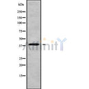 Western blot analysis of MOGAT3 using K562 whole cell lysates